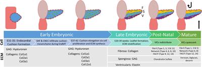 Perspectives on pediatric congenital aortic valve stenosis: Extracellular matrix proteins, post translational modifications, and proteomic strategies